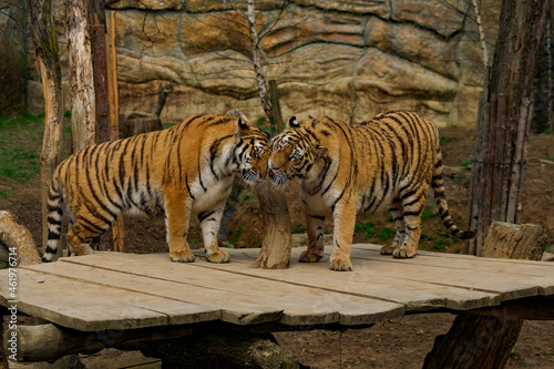 Two young siblings of a siberian tiger  friendly meeting