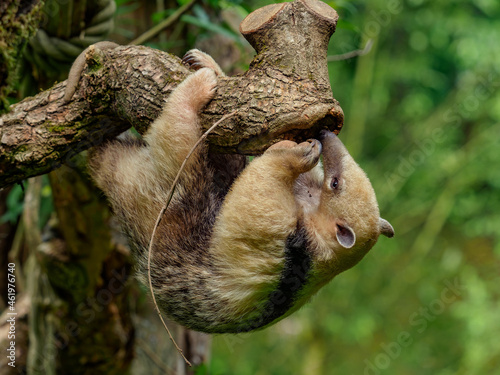 Young southern tamandua hanging under the branch