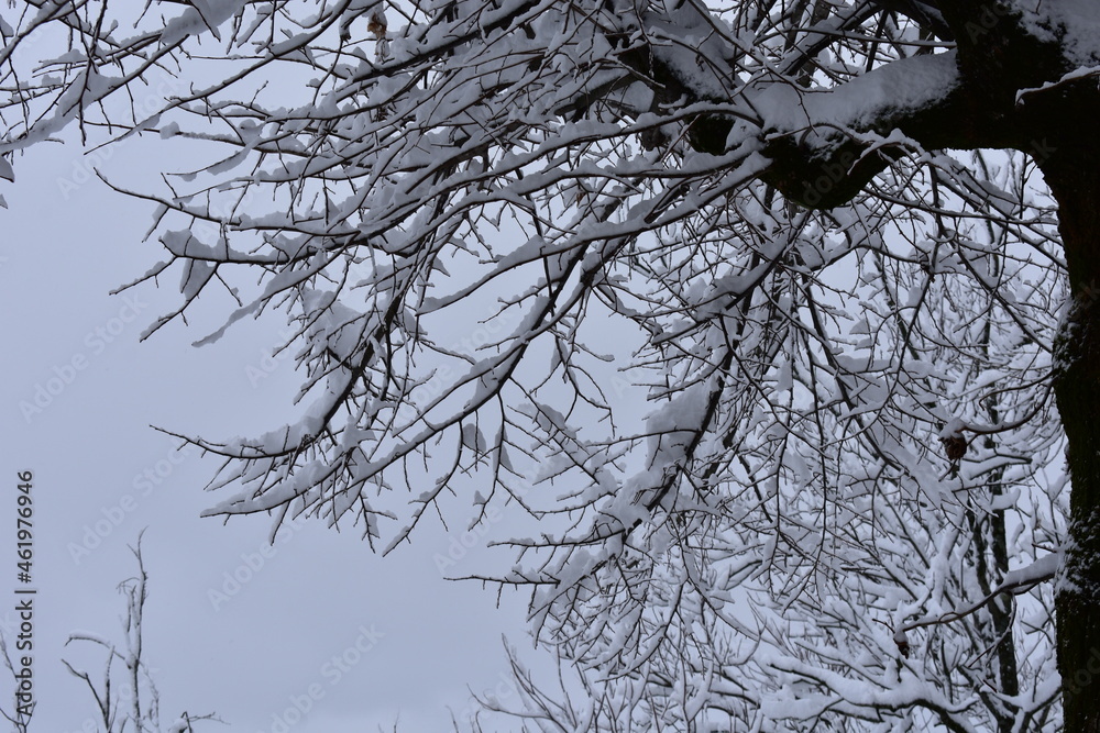 Fototapeta premium snowy tree during a freezing winter in Guardiagrele Abruzzo Italy