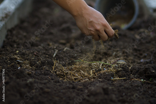 Hands of farmer add a compost and manure to soil to prepare planting vegetable, flower or fruit at farm.