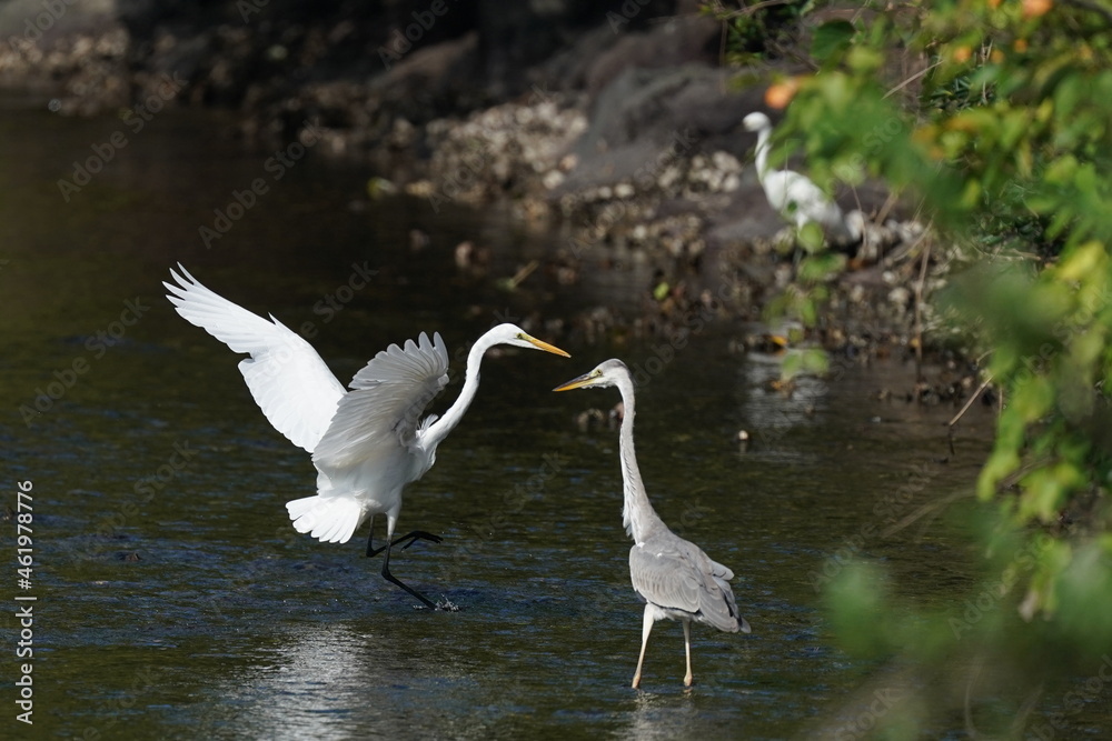 grey heron in the pond grey heron in the pond