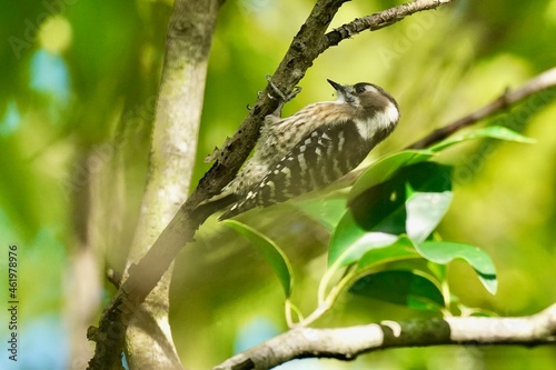 japanese pigmy woodpecker on the branch