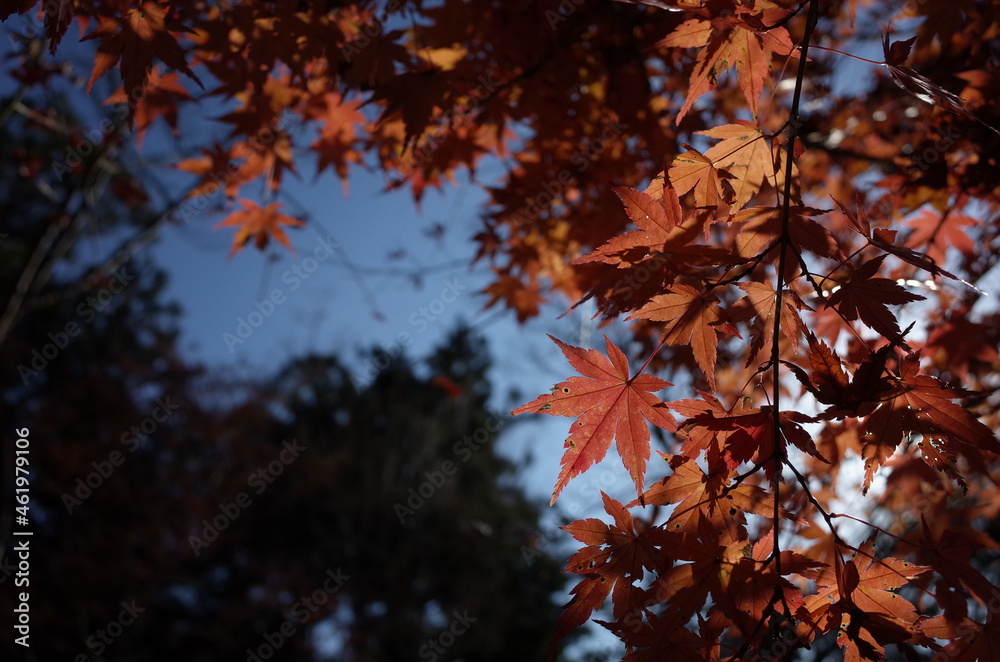 Red autumn leaves of Japanese Maple
