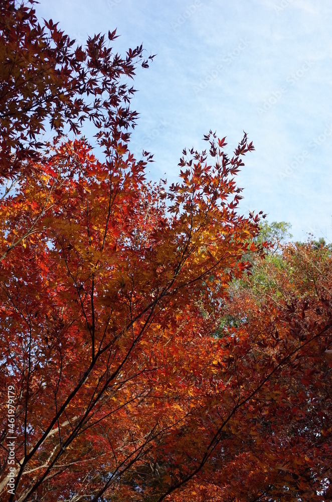 Fototapeta premium Red autumn leaves of Japanese Maple