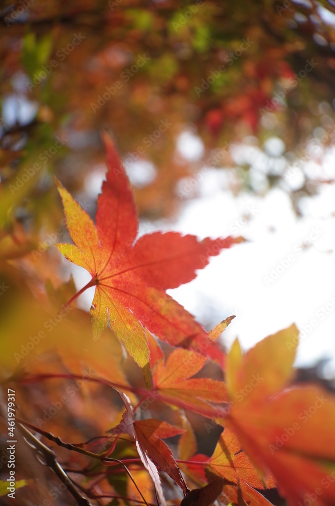 Red autumn leaves of Japanese Maple
