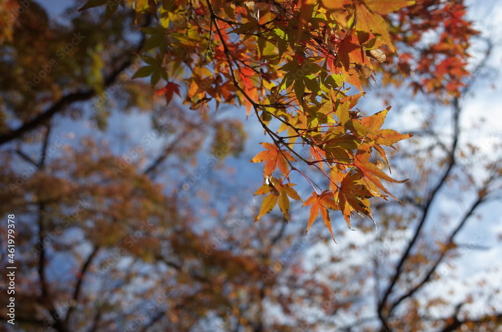 Red autumn leaves of Japanese Maple
Red autumn leaves of Japanese Maple