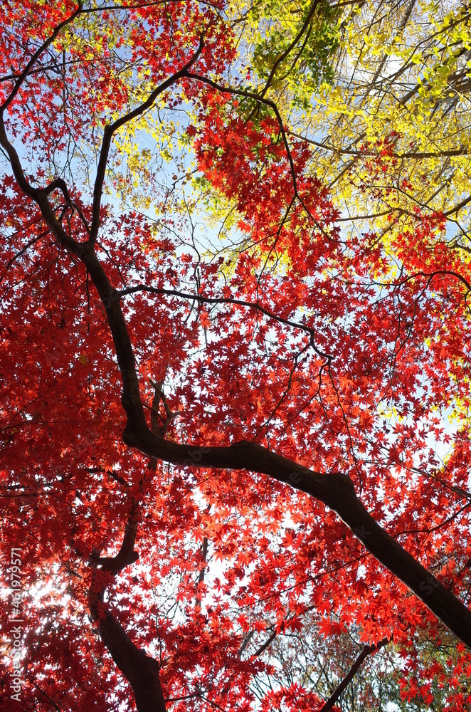 Red autumn leaves of Japanese Maple
