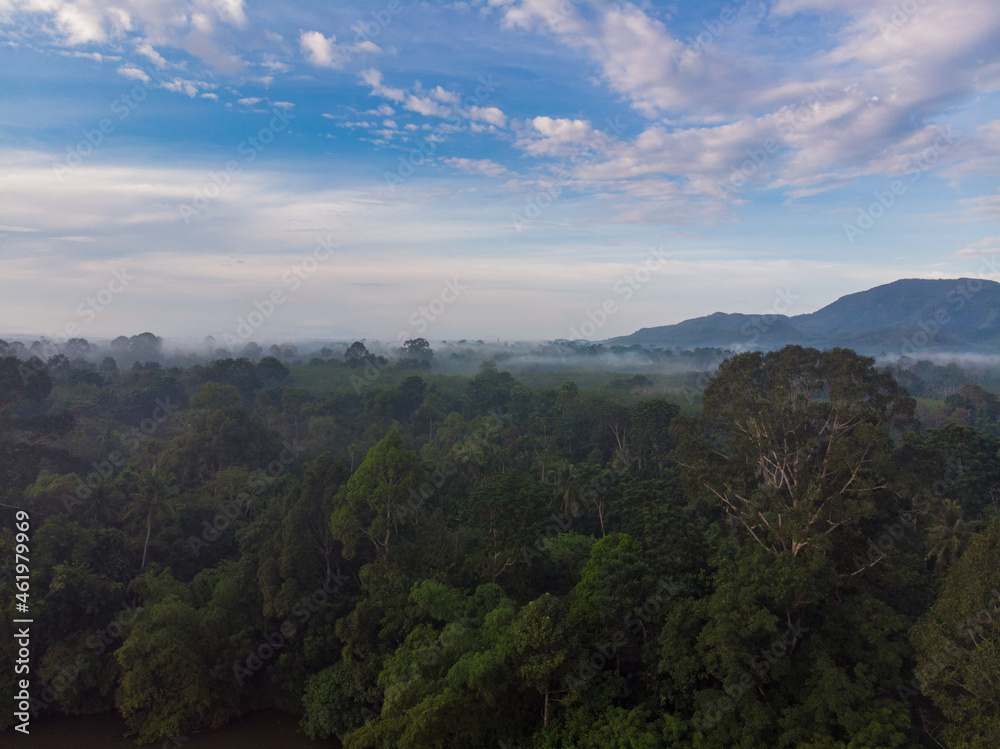 Fototapeta premium Nature tropical green tree forest morning with fog mountain background