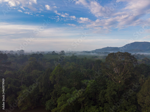 Nature tropical green tree forest morning with fog mountain background