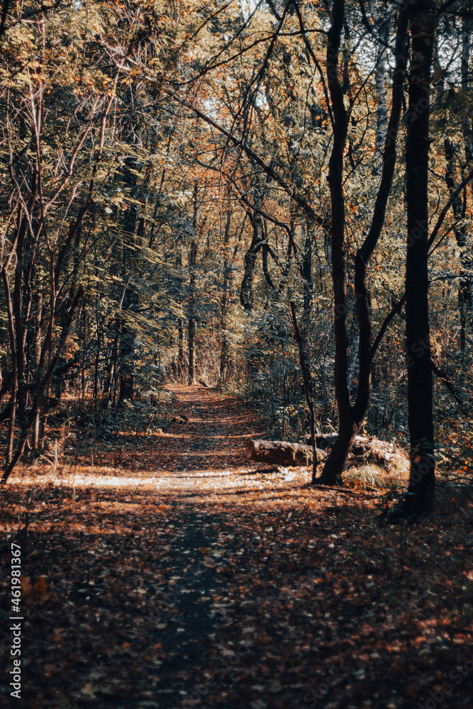 leśna droga jesienią