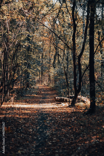 leśna droga jesienią