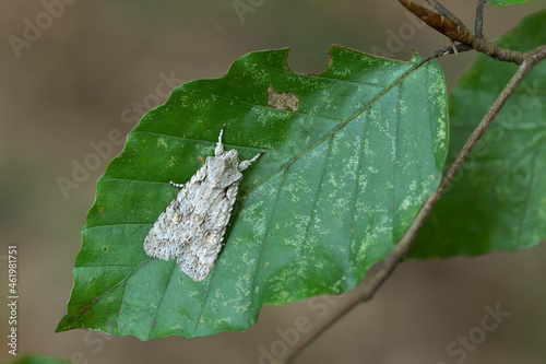 Sycamore moth Acronicta aceris sitting on a Beech leaf
