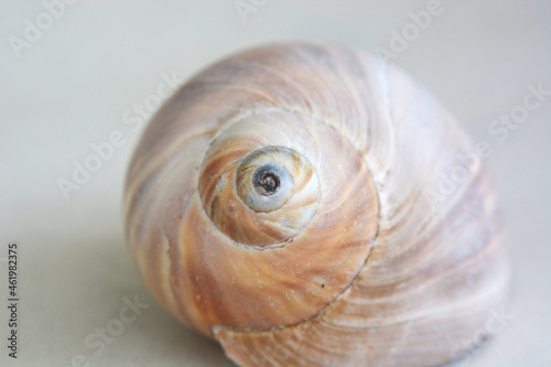 Light orange shell with a spiral in the center, light background, close-up