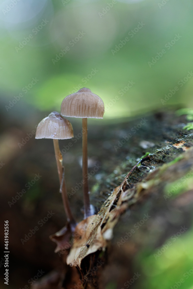 Mycena inclinata growing on a fallen oak branch Mycena inclinata growing on a fallen oak branch