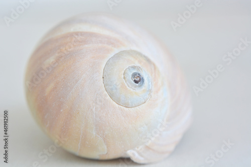 Seashell on a light background, soft focus, close-up