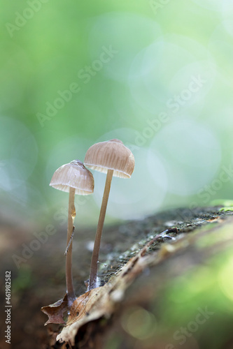 Mycena inclinata growing on a fallen oak branch © denis