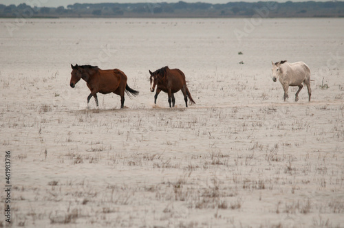 Three horses crossing the marsh in the Doñana National Park, Andalusia (Spain). photo