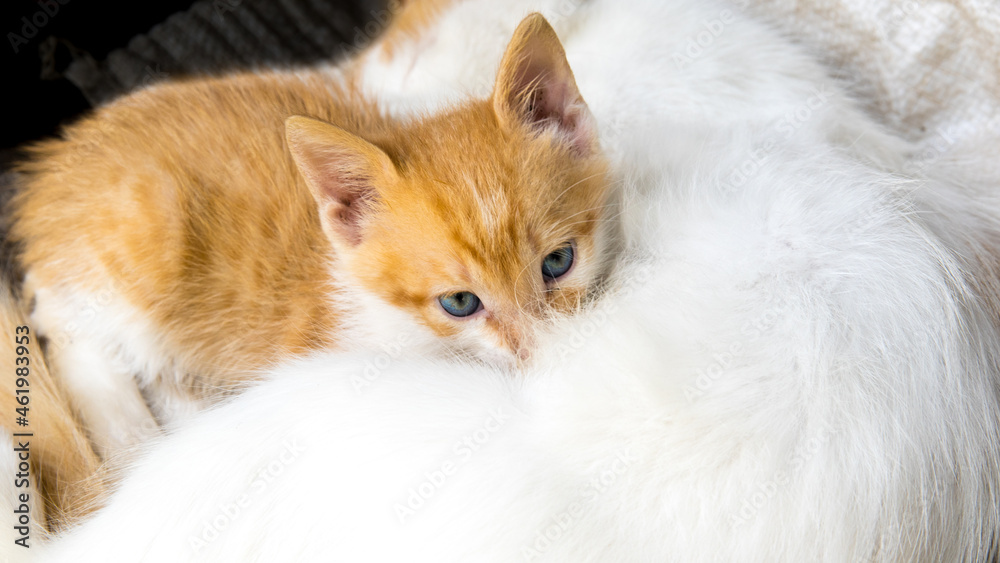 Red-haired white kitten lies on a cat, close-up, copy space