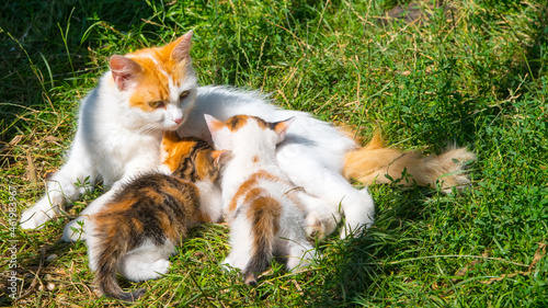 White and ginger cat feeds kittens on green grass, close up, copy space