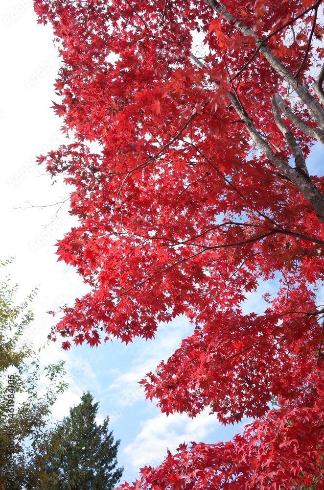 Red autumn leaves of Japanese Maple
Red autumn leaves of Japanese Maple