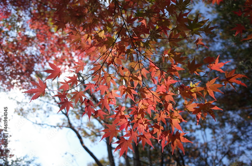 Red autumn leaves of Japanese Maple
Red autumn leaves of Japanese Maple