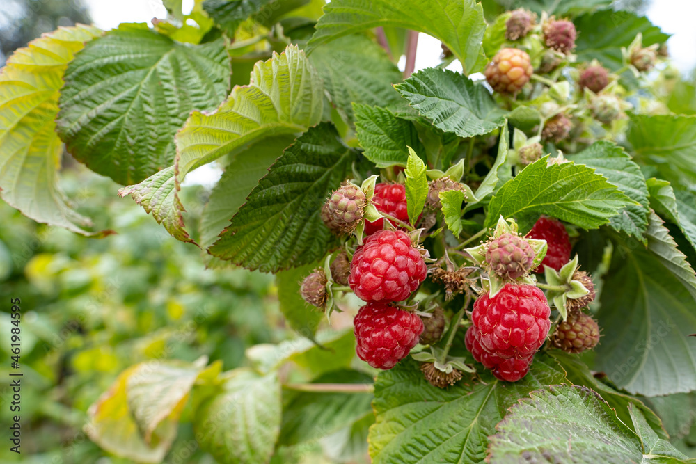 A beautiful handful of ripe raspberries on a farm with high-tech cultivation. The plant and the raspberry berry on the plantation. Agricultural garden with ripe raspberries among green foliage A beautiful handful of ripe raspberries on a farm with high-tech cultivation. The plant and the raspberry berry on the plantation. Agricultural garden with ripe raspberries among green foliage