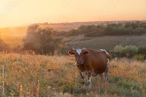 Brown cow grazes in meadow on warm evening insunlight. Backlit rural landscape with beautiful bokeh.