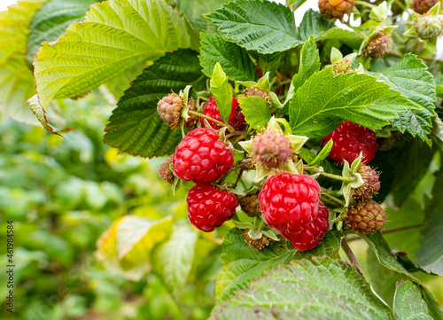 A beautiful handful of ripe raspberries on a farm with high-tech cultivation. The plant and the raspberry berry on the plantation. Agricultural garden with ripe raspberries among green foliage