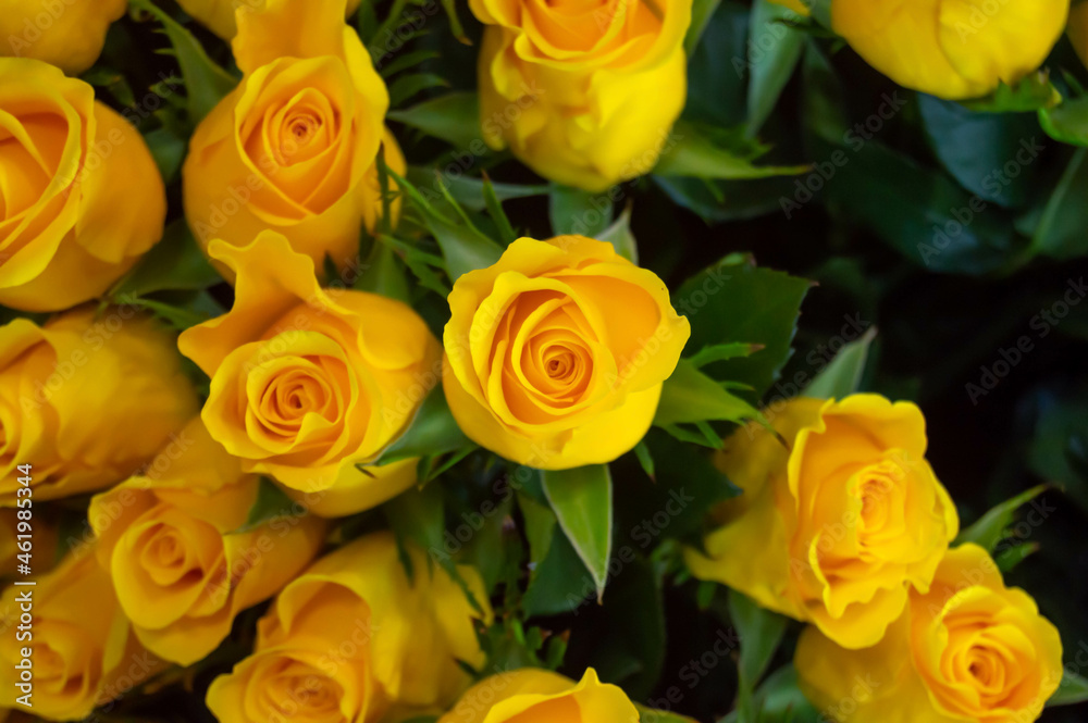 yellow roses on a dark background. Bouquet, background, flowers, love yellow roses on a dark background. Bouquet, background, flowers, love