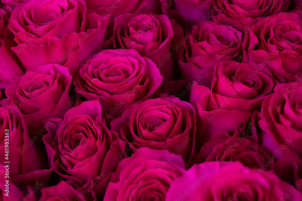pink roses on a dark background. Flowers, background, love pink roses on a dark background. Flowers, background, love