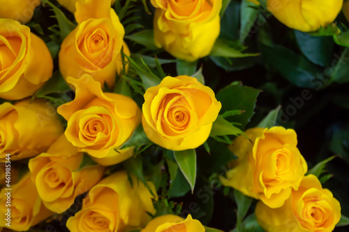 yellow roses on a dark background. Bouquet  background  flowers  love