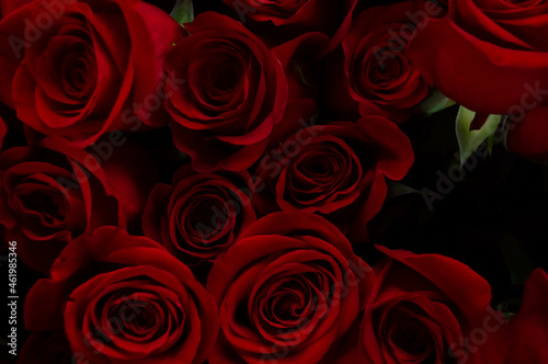 Dark red roses on a dark background. Flowers  background  love  darkness