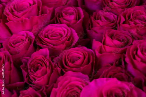 pink roses on a dark background. Flowers, background, love