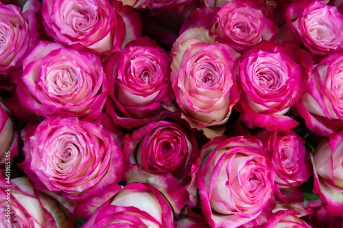 many pink and white roses on a dark background. Natural background, flowers, love