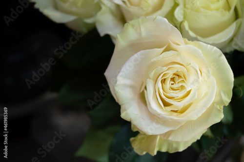 Close-up of a white rose bud on a dark background. nature  flowers