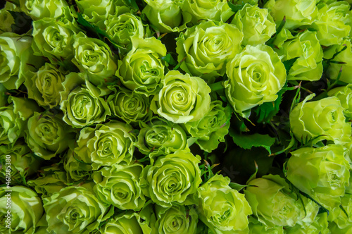 many bright green roses on a dark background. Bouquet, nature, natural background