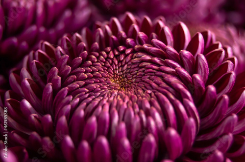 Close-up of purple chrysanthemum flowers on blurred background. Flowers, nature, love
