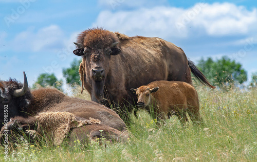 American bison herd with baby grazing in summer steppe.
