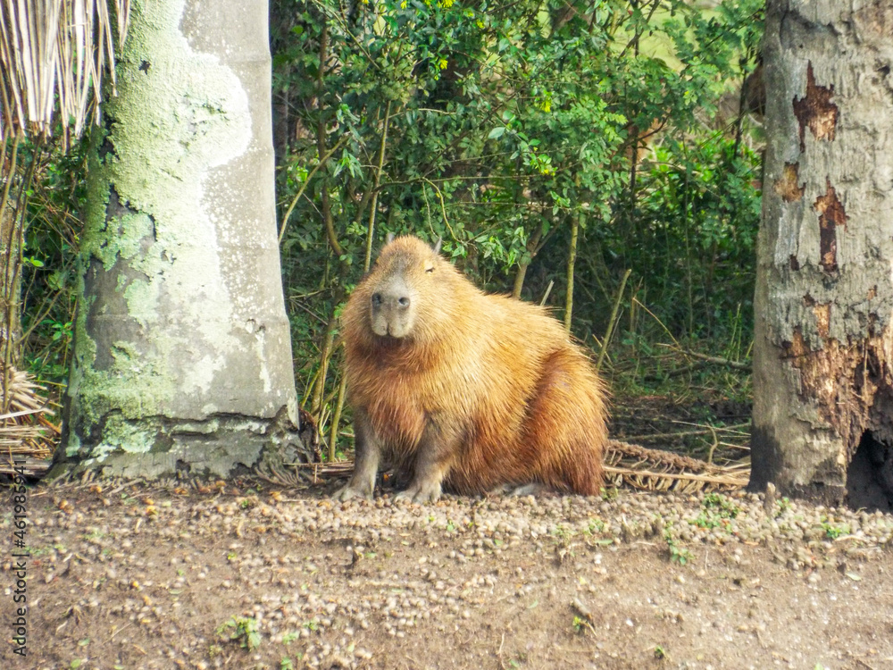 Brazilian Capivara (capybara) in the park of the Curitiba , Brazil