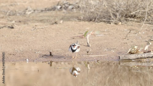 a slow motion clip of a black-fronted dotterel bird feeding at redbank waterhole near alice springs in the northern territory, australia photo