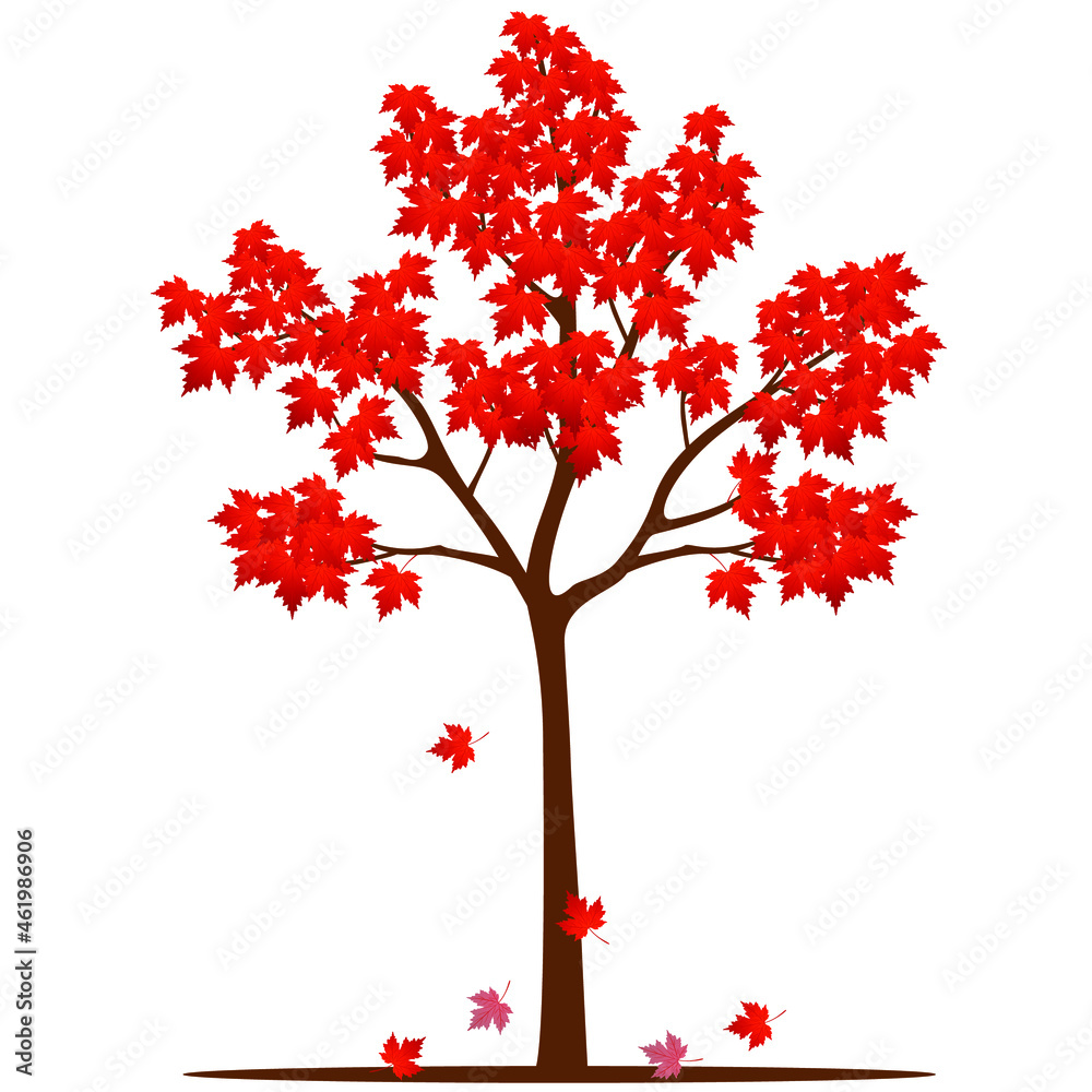 Fototapeta premium Maple tree in autumn isolated on white background.