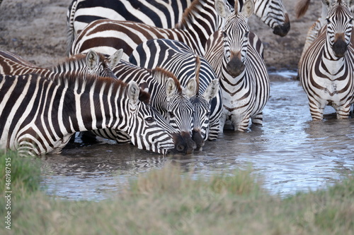 Zebras drinking