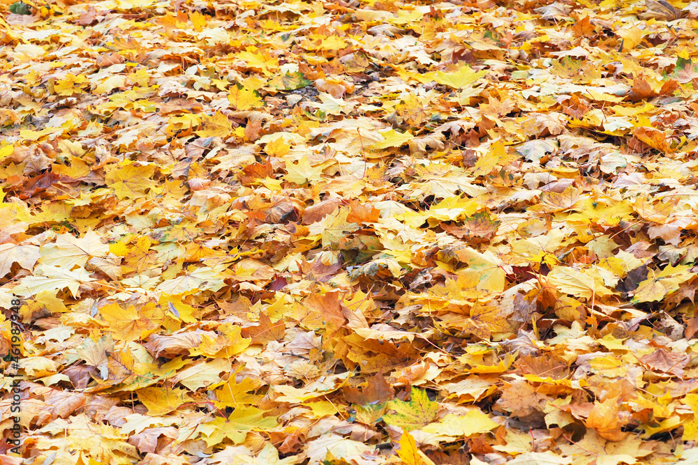 Yellow fallen maple leaves lie on the ground. Autumn background