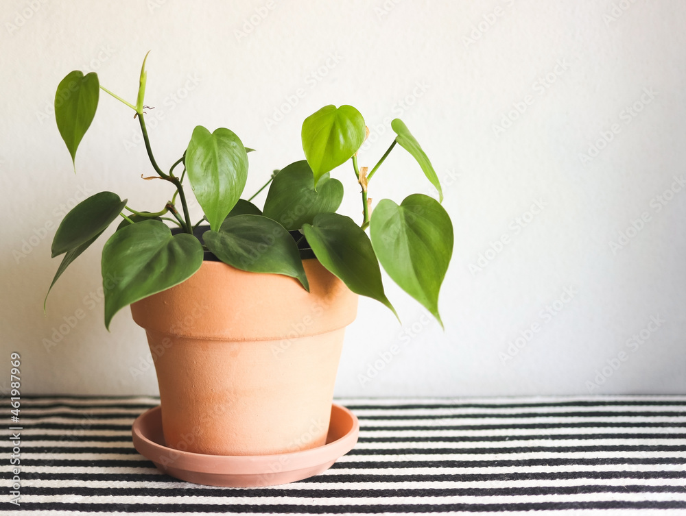 table with black and white stripe cloth and white background. green Philodendron Hederaceum plant in pot. table with black and white stripe cloth and white background. green Philodendron Hederaceum plant in pot.