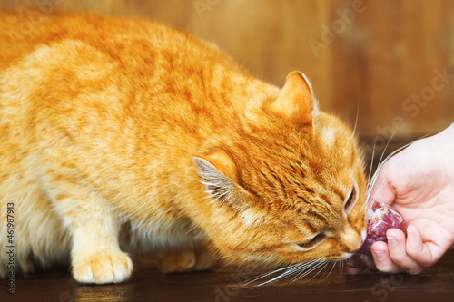 Photography Feeding a wild ginger cat with meat from the hand