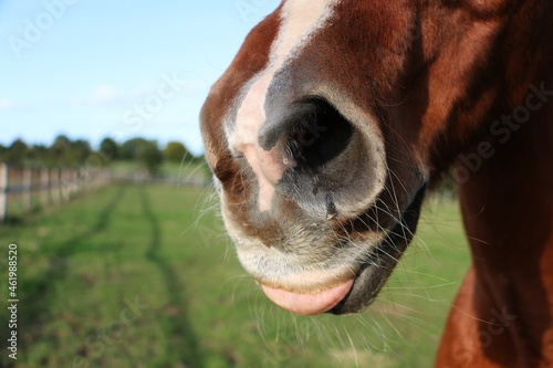 close up of the mouth with tongue out of a brown quarter horse on the paddock © Bianca