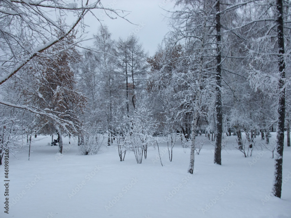 Fototapeta premium snow covered trees