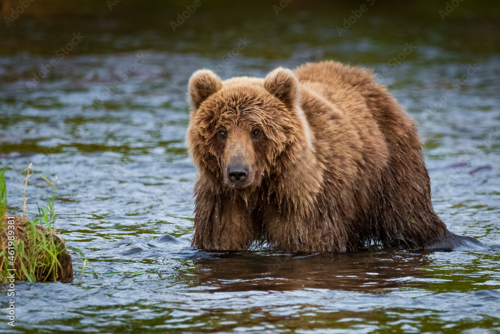 Kamchatka, the bear goes fishing to the lake. Kamchatka, the bear goes fishing to the lake.