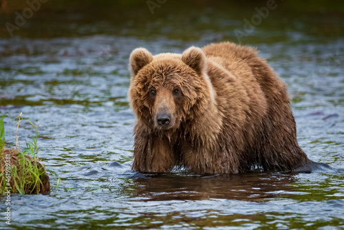 Kamchatka, the bear goes fishing to the lake.