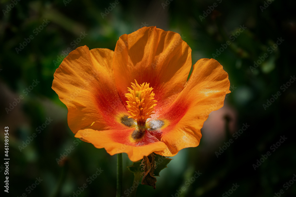 Flower photos from natural environments Flower photos from natural environments